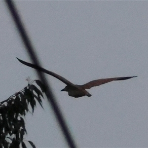 Unverified Other Birds by LisaH