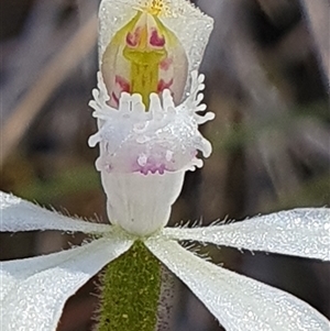 Caladenia ustulata (Brown Caps) at Acton, ACT - Today by Bubbles
