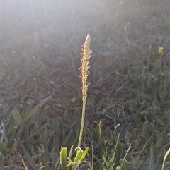 Plantago varia (Native Plaintain) at Scullin, ACT - 18 Oct 2025 by MattM