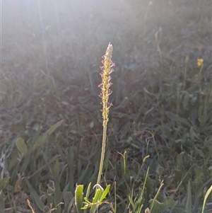 Plantago varia (Native Plaintain) at Scullin, ACT - Today by MattM