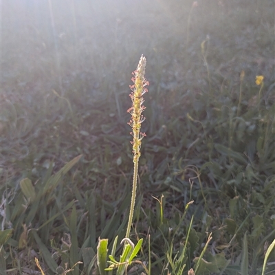 Plantago varia (Native Plaintain) at Scullin, ACT - 18 Oct 2025 by MattM