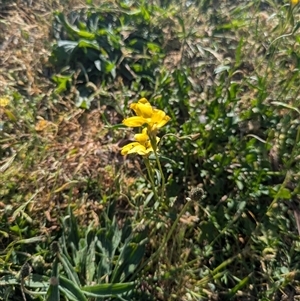 Goodenia pinnatifida at Scullin, ACT - Today by MattM