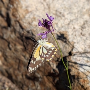 Unverified Butterfly (Lepidoptera, Rhopalocera) at Uriarra Village, ACT - Today by Rebeccajgee