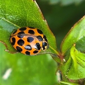 Harmonia conformis at Isaacs, ACT - Today by Mike