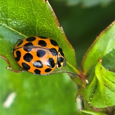 Harmonia conformis (Common Spotted Ladybird) at Isaacs, ACT - 18 Oct 2025 by Mike
