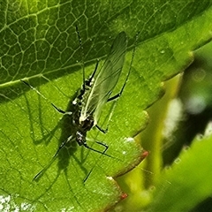Aphididae (family) (Unidentified aphid) at Isaacs, ACT - 18 Oct 2025 by Mike