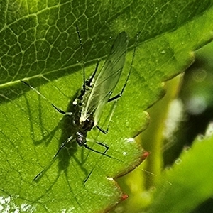 Unverified Insect at Isaacs, ACT - Today by Mike