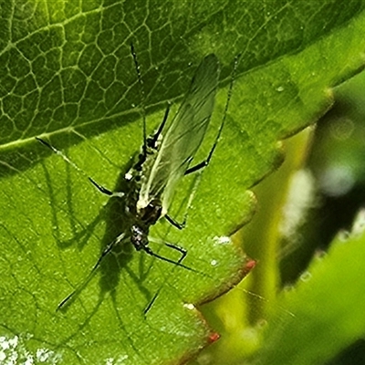 Aphididae (family) (Unidentified aphid) at Isaacs, ACT - 18 Oct 2025 by Mike