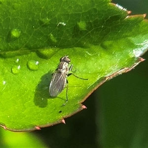 Unverified True fly (Diptera) at Isaacs, ACT - Today by Mike