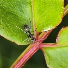 Formicidae (family) (Unidentified ant) at Isaacs, ACT - 18 Oct 2025 by Mike