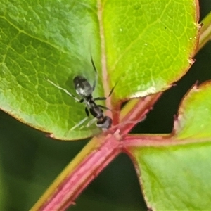 Unverified Ant (Hymenoptera, Formicidae) at Isaacs, ACT - Today by Mike