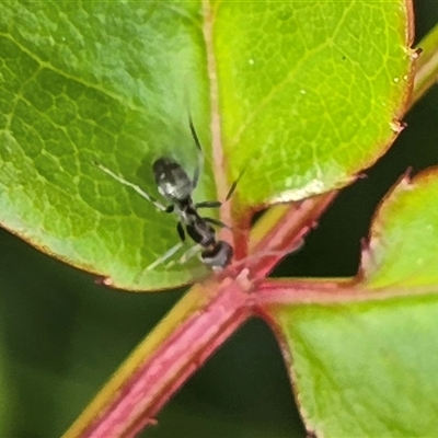 Formicidae (family) (Unidentified ant) at Isaacs, ACT - 18 Oct 2025 by Mike