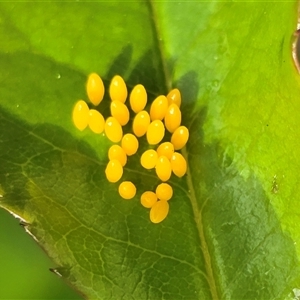 Unverified Insect at Isaacs, ACT - Today by Mike
