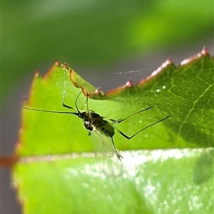Unverified Insect at Isaacs, ACT - Today by Mike