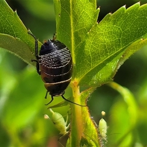 Ellipsidion australe at Isaacs, ACT - Today by Mike