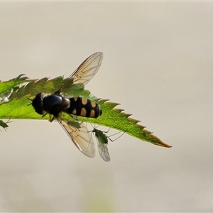 Unverified Insect at Isaacs, ACT - Today by Mike