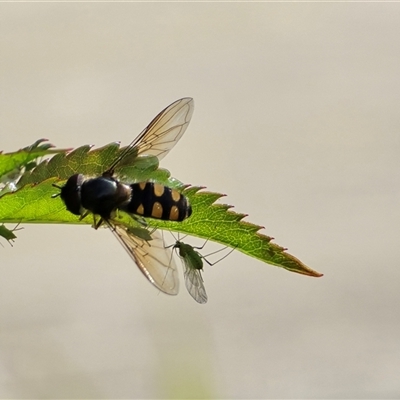 Simosyrphus grandicornis (Common hover fly) at Isaacs, ACT - 18 Oct 2025 by Mike