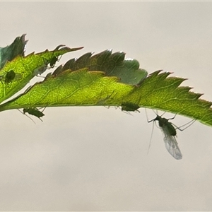 Aphididae (family) at Isaacs, ACT - Today by Mike