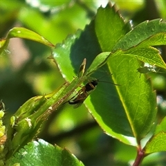 Unverified Wasp (Hymenoptera, Apocrita) at Isaacs, ACT - 18 Oct 2025 by Mike