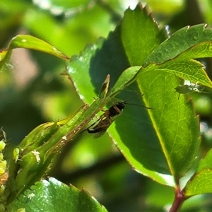 Unverified Wasp (Hymenoptera, Apocrita) at Isaacs, ACT - Today by Mike