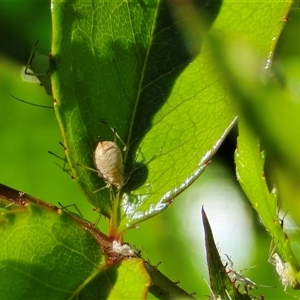 Aphididae (family) at Isaacs, ACT - Today by Mike
