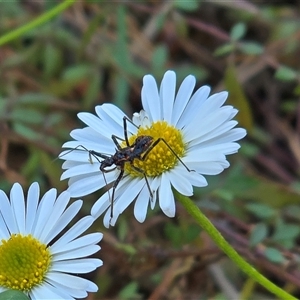 Unverified Insect at Isaacs, ACT - Today by Mike