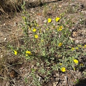 Hibbertia obtusifolia at Isaacs, ACT - Today by Mike