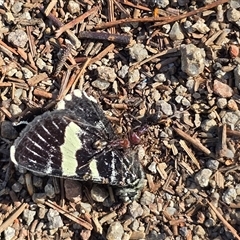 Phalaenoides glycinae (Grapevine Moth) at Isaacs, ACT - 18 Oct 2025 by Mike