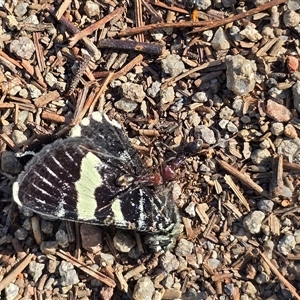 Apina callisto at Isaacs, ACT - Today by Mike