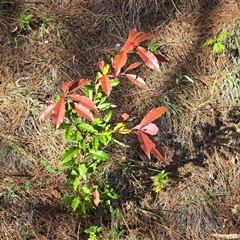 Photinia serratifolia (Chinese Photinia) at Isaacs, ACT - 18 Oct 2025 by Mike