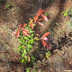 Photinia serratifolia at Isaacs, ACT - Today by Mike