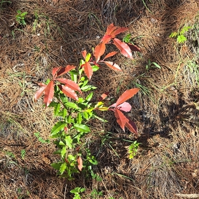 Photinia serratifolia (Chinese Photinia) at Isaacs, ACT - 18 Oct 2025 by Mike