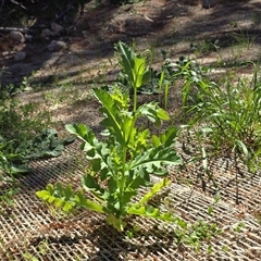 Unverified Other Wildflower or Herb at Isaacs, ACT - 18 Oct 2025 by Mike