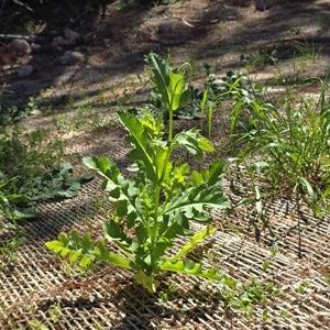 Unverified Other Wildflower or Herb at Isaacs, ACT - Today by Mike