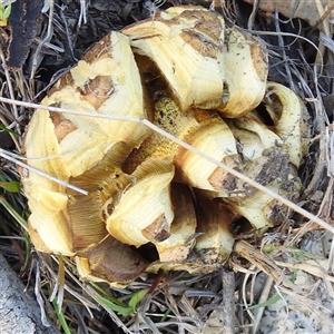 Unverified Fungus at Kambah, ACT - Yesterday by HelenCross