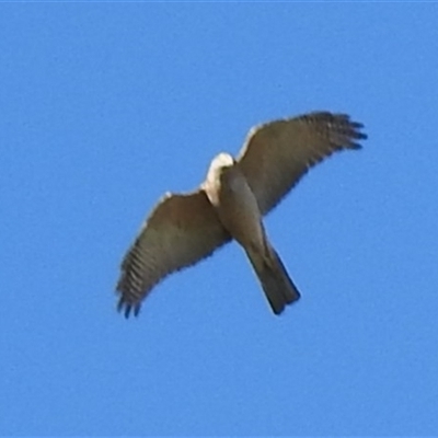 Tachyspiza cirrocephala (Collared Sparrowhawk) at Kambah, ACT - 18 Oct 2025 by HelenCross