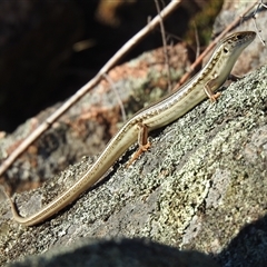 Ctenotus robustus (Robust Striped-skink) at Kambah, ACT - 18 Oct 2025 by HelenCross