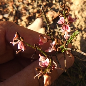 Unverified Pea at Kambah, ACT - Yesterday by HelenCross