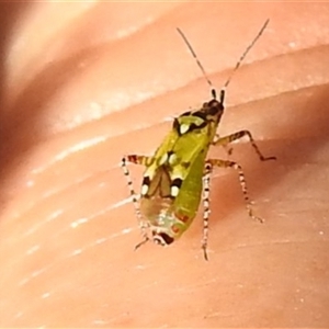 Setocoris (Genus) at Kambah, ACT - Yesterday by HelenCross