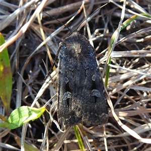 Agrotis infusa at Kambah, ACT - Yesterday by HelenCross