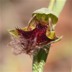 Calochilus robertsonii (Beard Orchid) at Windellama, NSW - 14 Oct 2025 by RobG1