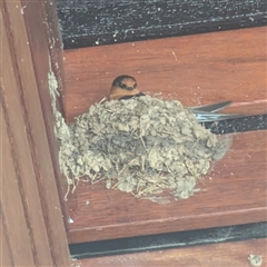 Hirundo neoxena (Welcome Swallow) at Kambah, ACT - 18 Oct 2025 by HelenCross
