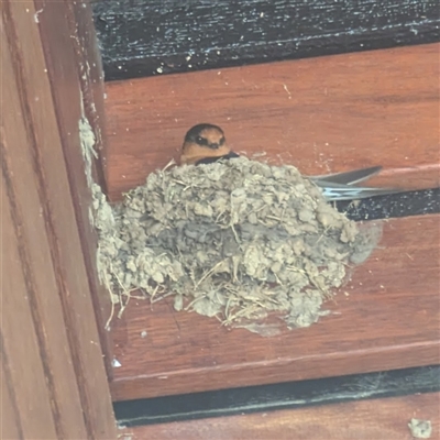 Hirundo neoxena (Welcome Swallow) at Kambah, ACT - 18 Oct 2025 by HelenCross