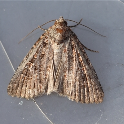 Hypoperigea tonsa (A Noctuid moth (Acronictinae) at  - suppressed by LisaH