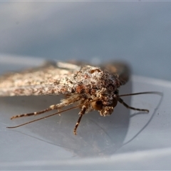 Hypoperigea tonsa at Moruya, NSW - suppressed