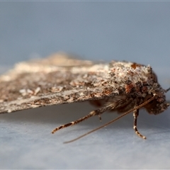 Hypoperigea tonsa at Moruya, NSW - suppressed