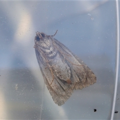 Hypoperigea tonsa at Moruya, NSW - suppressed