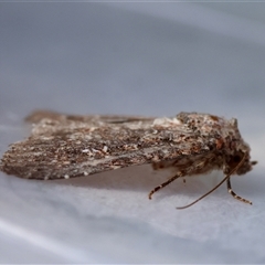 Hypoperigea tonsa at Moruya, NSW - suppressed