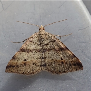Unverified Moth (Lepidoptera) by LisaH