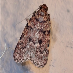 Mimaglossa nauplialis and habitalis by LisaH